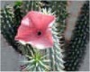 hoodia