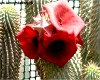 hoodia graisse