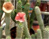 vital hoodia